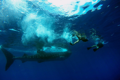 Ab Cancún & Riviera Maya: Schwimmen mit Walhaien und MittagessenAbholung in Tulum