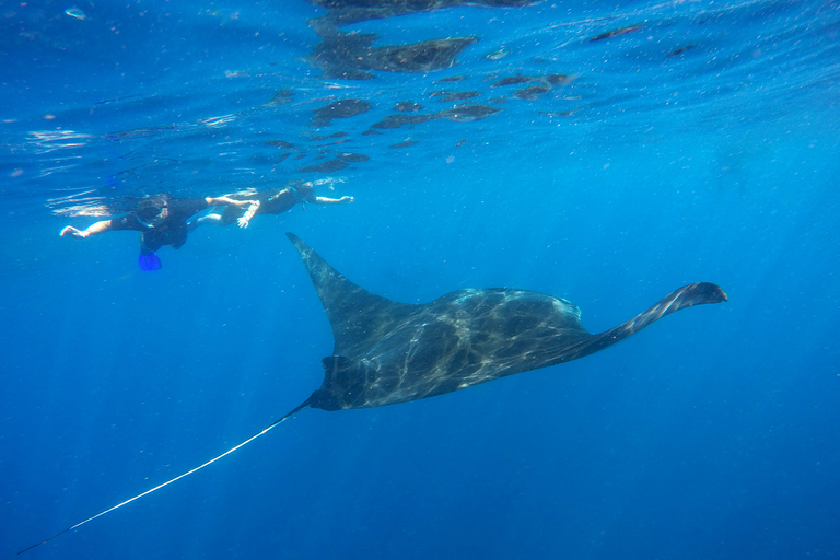 Ab Cancún & Riviera Maya: Schwimmen mit Walhaien und MittagessenAbholung in Tulum