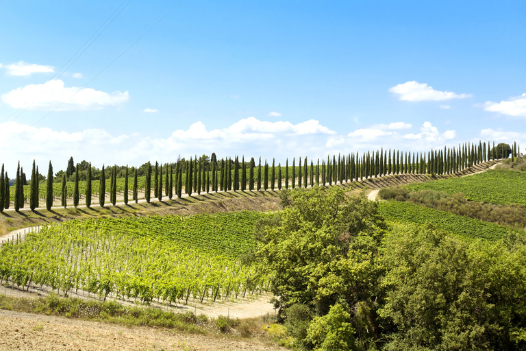 Bella Toscana: San Gimignano and two wineries from Livorno