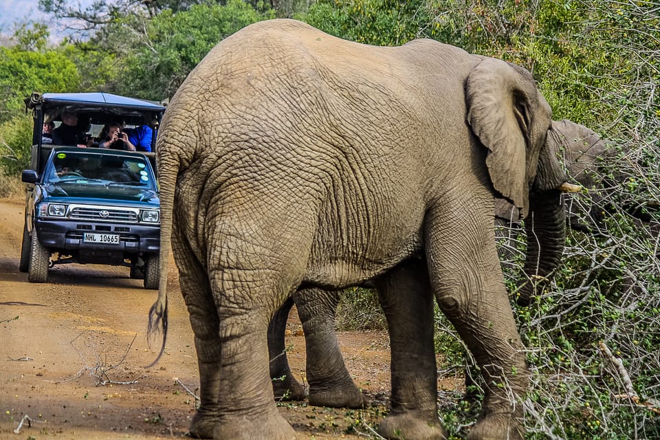 Hluhluwe Imfolozi Big 5 Safari Van Een Halve Of Een Hele Dag