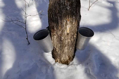 Quebec Stad: Pendeldienst naar Sugar Shack