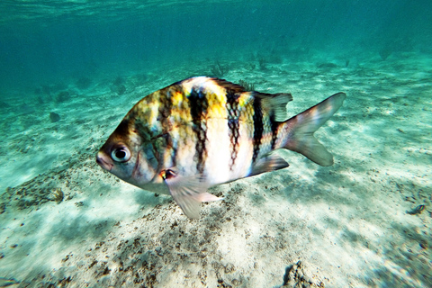 Cancun / Riviera Maya: ruïnes van Tulum, zwemmen in zeeschildpadden en cenotesTour met pick-up uit Cancun