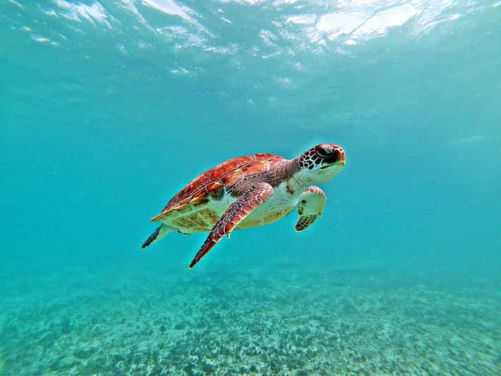 sea turtles cancun