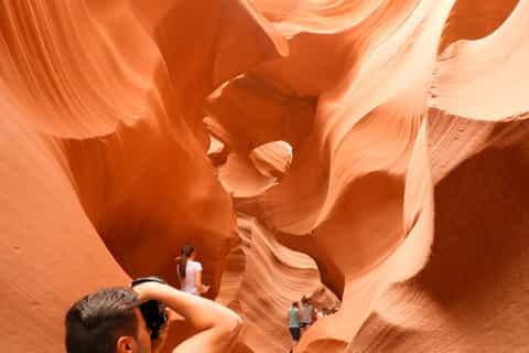 antelope