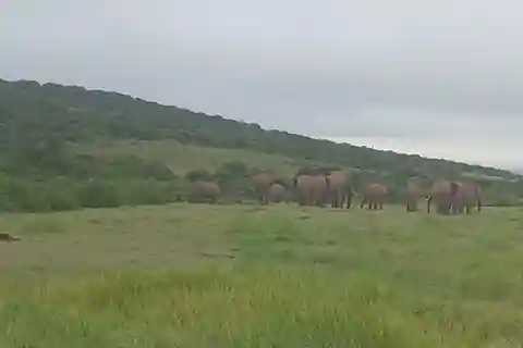 : Addo Elephant National Park Safari Half Day