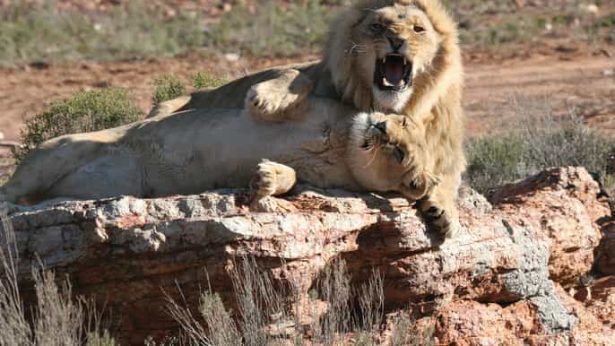 aquila private reserve fullday safari from cape town