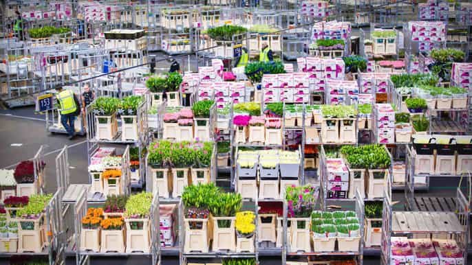 amsterdam royal flower auction and amsterdam castle tour