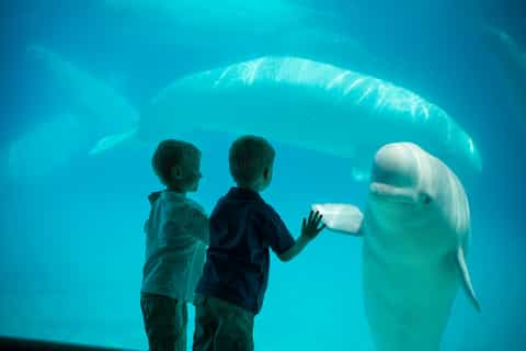 Niagara Falls: Marineland Canada Day Pass
