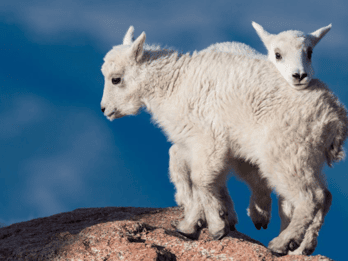 Von Denver: Private Mount Evans Tour Von Denver: Private Mount Evans Tour