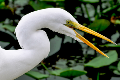 Miami: Everglades Safari Park Airboat-tur