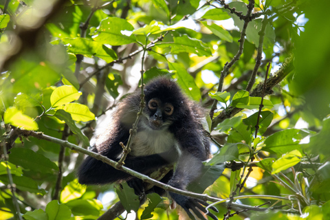 From Palenque: Lacandon Jungle 2 days, Yaxchilan, Bonampak and Trekking From Palenque: Lacandon Jungle 2 Days, Yaxchilan, Bonampak and Trekking