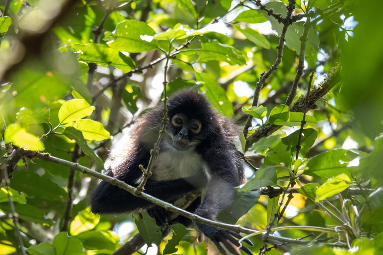 From Palenque: Lacandon Jungle 2 days, Yaxchilan, Bonampak and Trekking From Palenque: Lacandon Jungle 2 Days, Yaxchilan, Bonampak and Trekking