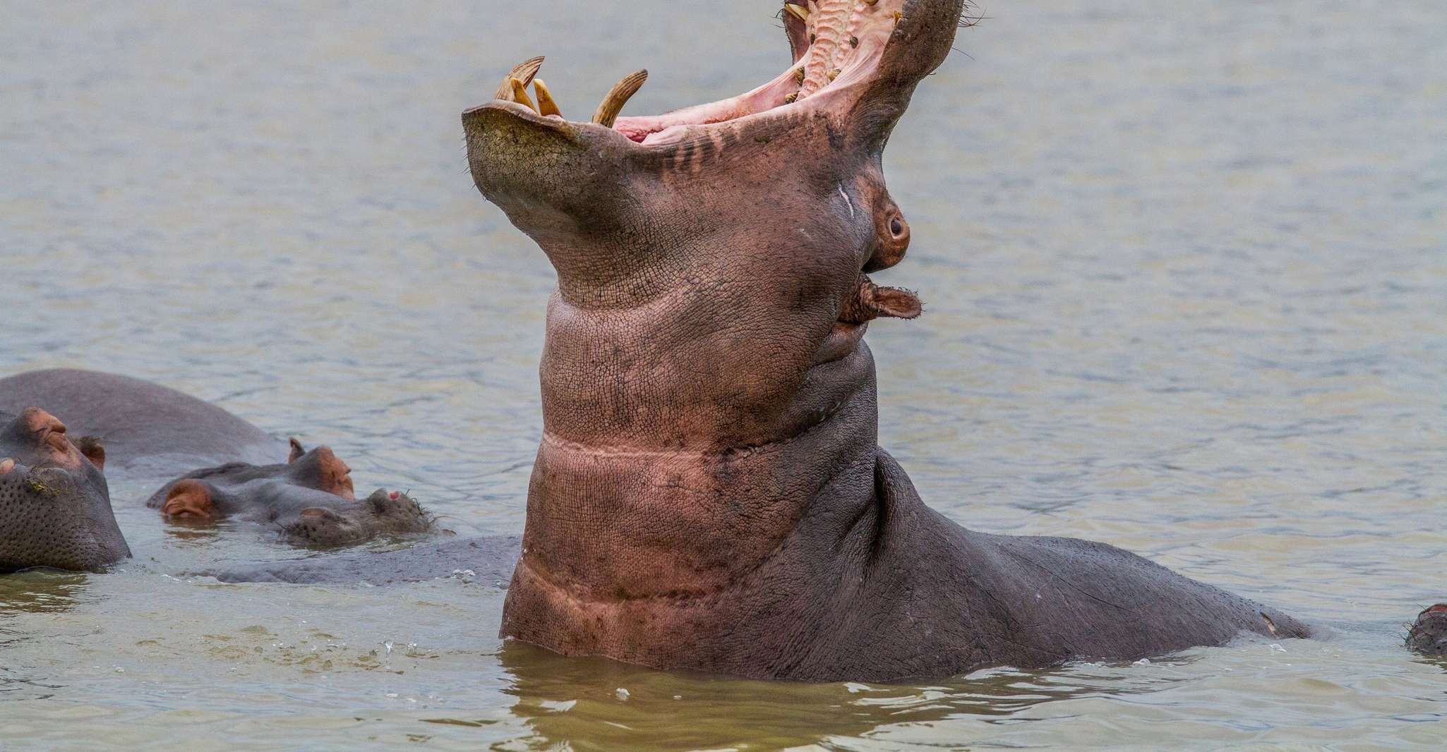 St Lucia: Hippo and Crocodile Cruise on a 15-Seat Vessel - TourMega