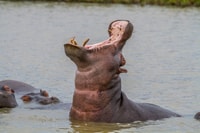 St Lucia, ippopotamo e crociera di coccodrillo su una nave da 15 posti - Housity