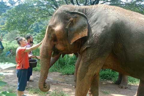 Chiang Mai: Excursión al Santuario de Elefantes y a la Cascada PegajosaExcursión en grupo reducido con recogida en el hotel