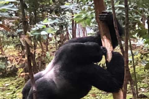 Rwanda: 3-Day Gorilla Trekking, Big 5 & Big Cats Safaris
