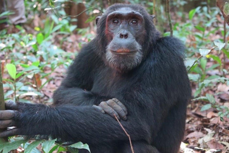 Randonnée de 2 jours dans le parc national Queen Elizabeth avec les chimpanzés