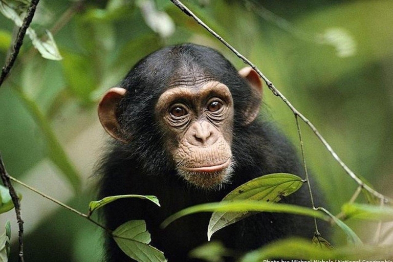 Queen Elizabeth National Park 2-daagse chimpansee-trektocht