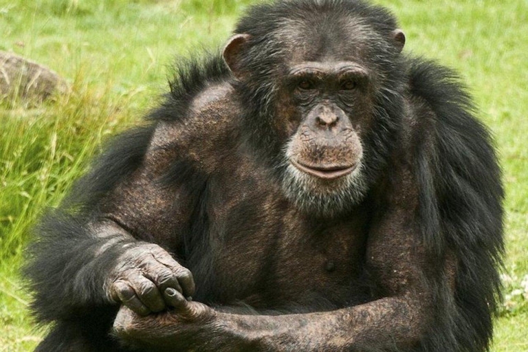 Tour de trekking de chimpancés de 2 días por el Parque Nacional Queen Elizabeth
