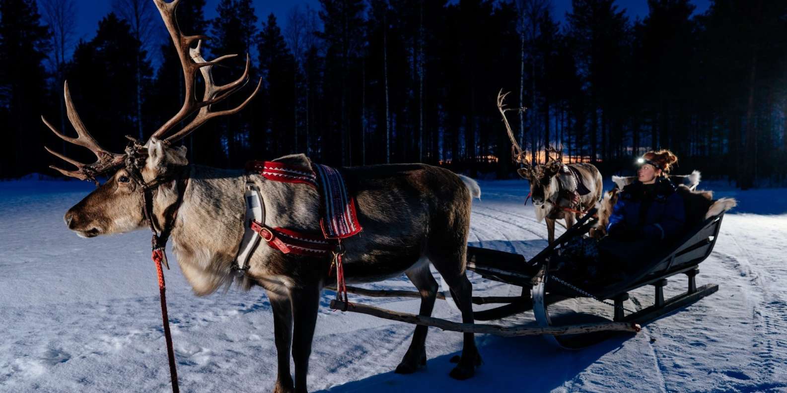 Lingvistik impuls måle Rovaniemi: Apukka Reindeer Sleigh Safari at Night | GetYourGuide