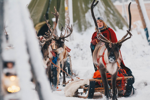 Rovaniemi: Apukka Rentier-Schlittenfahrt bei Nacht