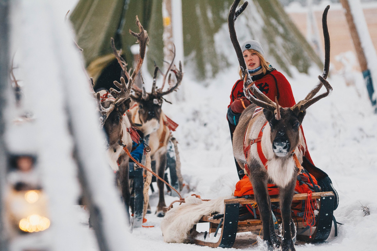 Rovaniemi: Paseo nocturno en trineo de renos por Apukka