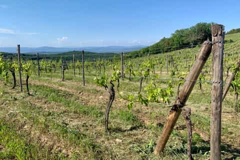Florence: Pisa, Siena, San Gimignano, and Chianti Experience