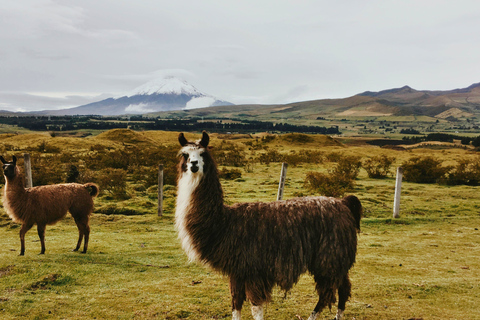 Quito: Private Cotopaxi National Park & Pasochoa Wildlife