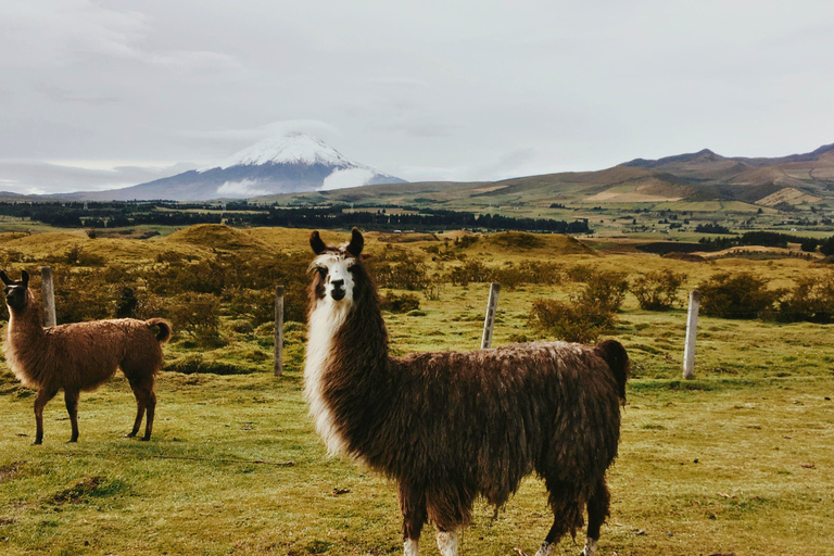 Quito: Private Cotopaxi National Park & Pasochoa Wildlife