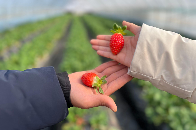 Cheongyang Ice Fountain Festival with Strawberry Picking Depart from Myeongdong Station Exit 3