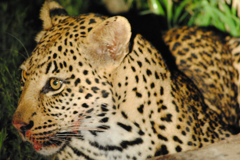 From St Lucia: iSimangaliso Wetland Park Night Drive Safari