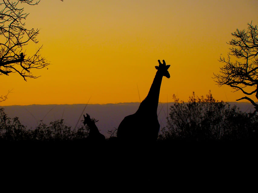 From St Lucia: iSimangaliso Wetland Park Night Drive Safari | GetYourGuide