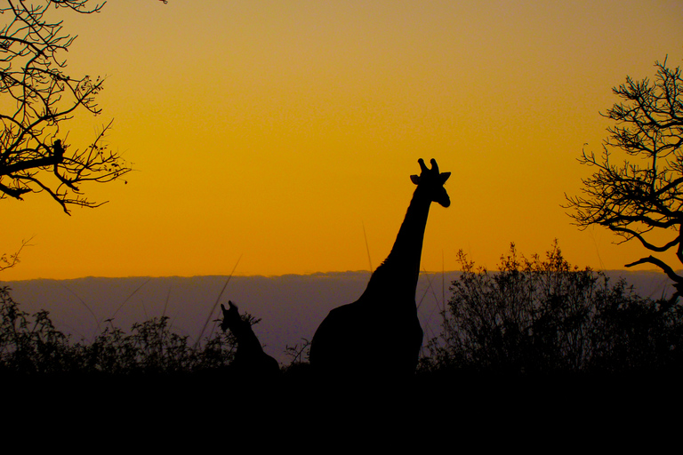 Desde Santa Lucía: Safari nocturno por el Parque del Humedal de iSimangaliso