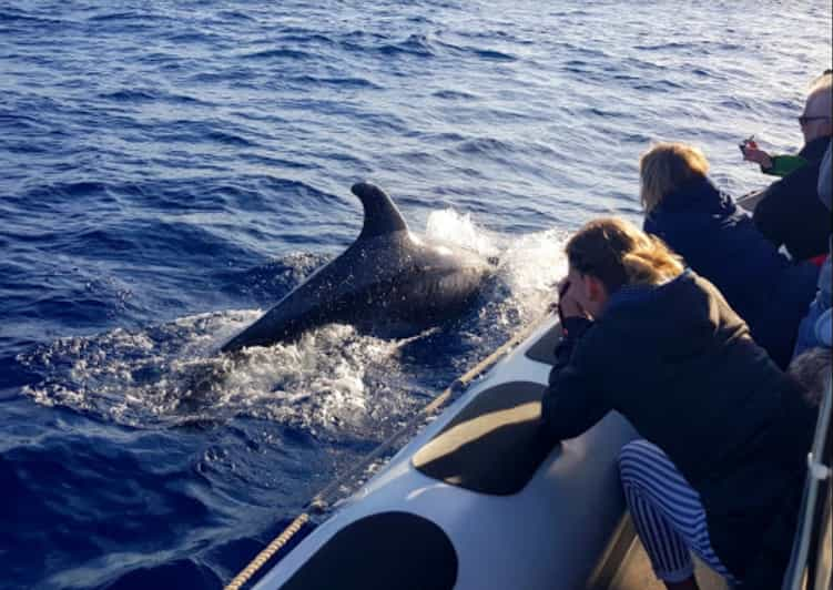 Alcudia: 3-Hour Coast & Dolphins Small Group Cruise | GetYourGuide