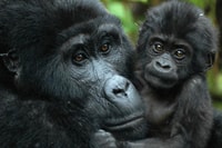 Da Kampala, Gorilla Trekking nella Foresta di Bwindi Tour di 3 giorni - Hizvo