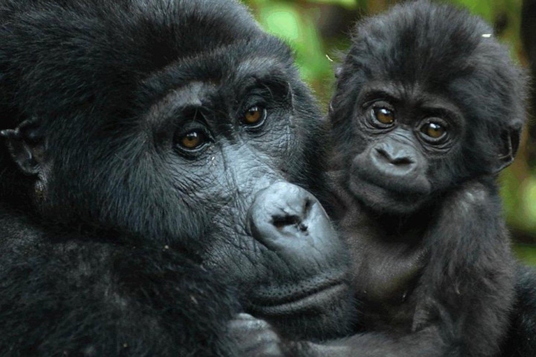 Z Kampali: 3-dniowa wycieczka po Gorilla Trekking w lesie Bwindi