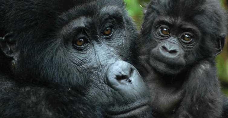 From Kampala Gorilla Trekking in Bwindi Forest 3 Day Tour GetYourGuide