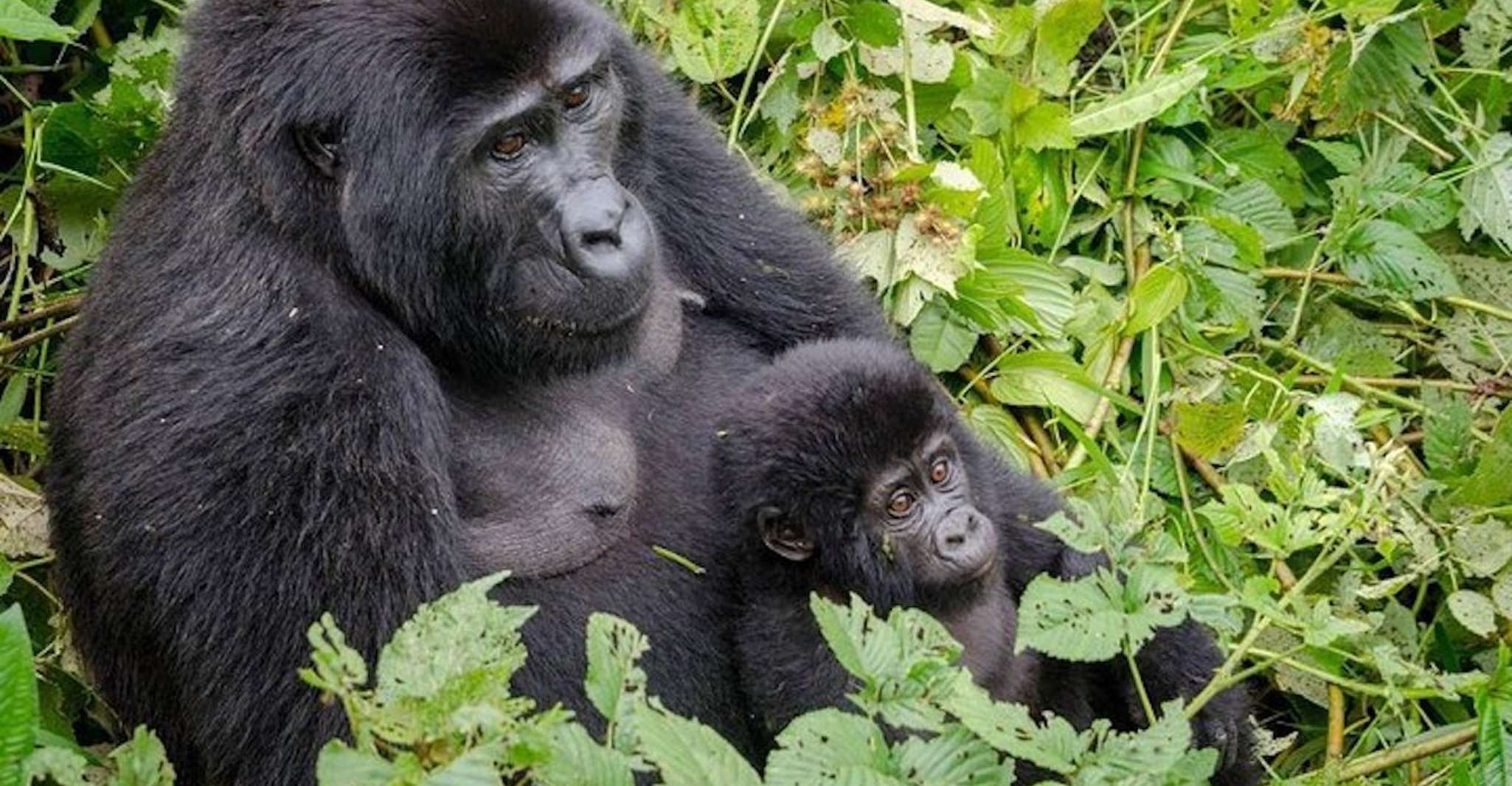 Von Kampala, Gorilla Trekking im Bwindi-Wald 3-Tages-Tour - Hizvo