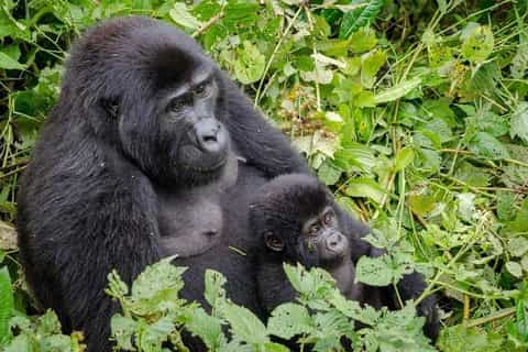From Kampala: Gorilla Trekking in Bwindi Forest 3-Day Tour