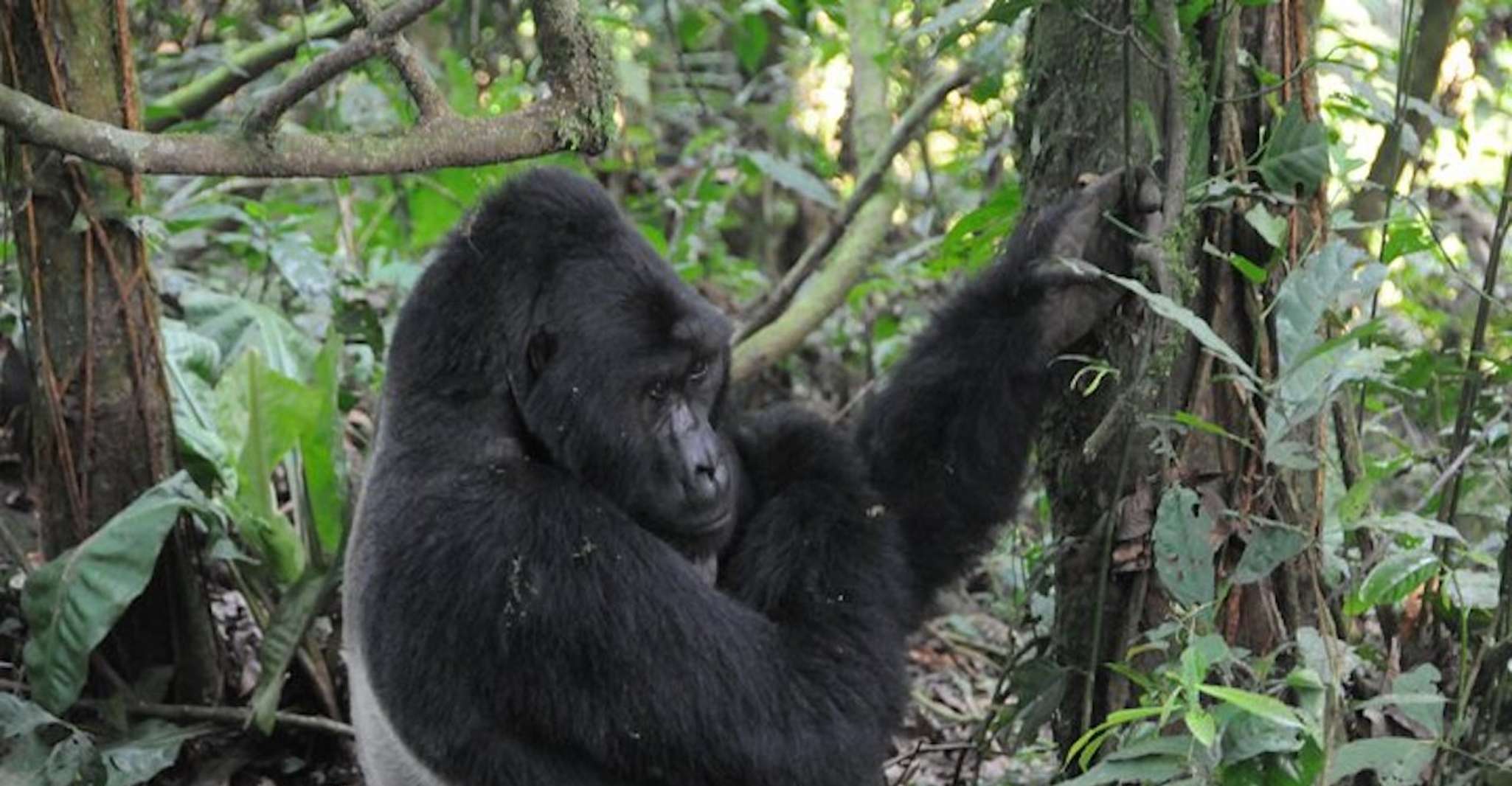Von Kampala, Gorilla Trekking im Bwindi-Wald 3-Tages-Tour - Hizvo