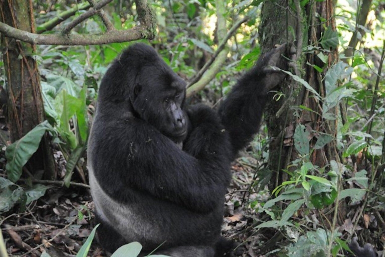 From Kampala: Gorilla Trekking in Bwindi Forest 3-Day Tour