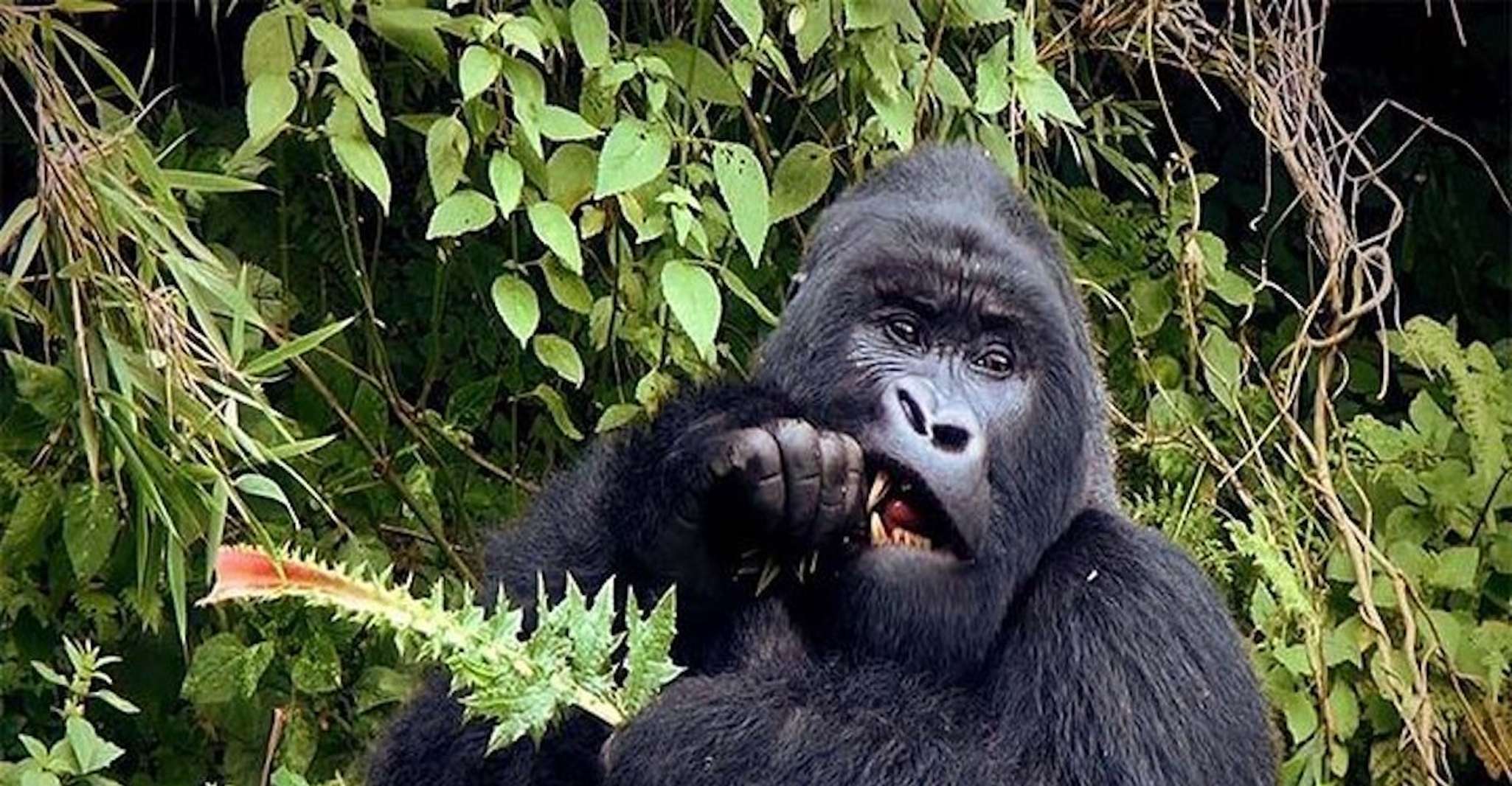 Von Kampala, Gorilla Trekking im Bwindi-Wald 3-Tages-Tour - Hizvo