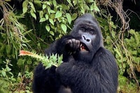 Da Kampala, Gorilla Trekking nella Foresta di Bwindi Tour di 3 giorni - Hizvo