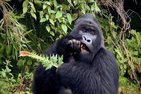 De Kampala: Gorilla Trekking dans la forêt de Bwindi Tour de 3 jours