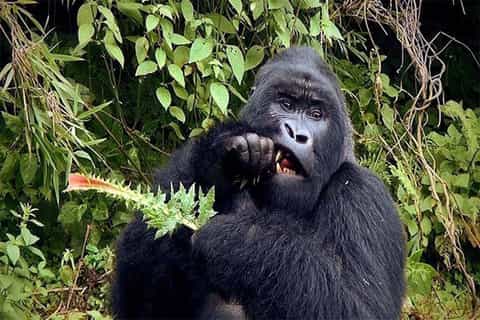 From Kampala: Gorilla Trekking in Bwindi Forest 3-Day Tour