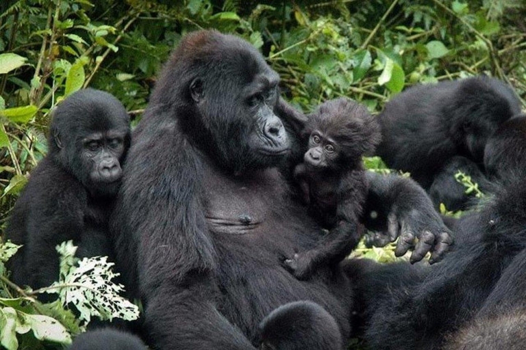 Van Kampala: Gorilla Trekking in Bwindi Forest 3-daagse tour