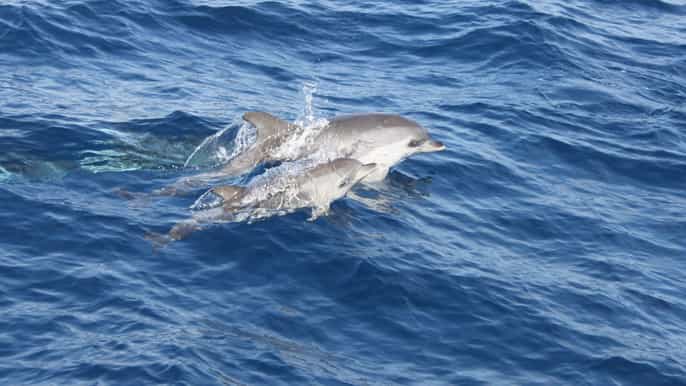 lanzarote halbtagesdelfintour zur insel lobos