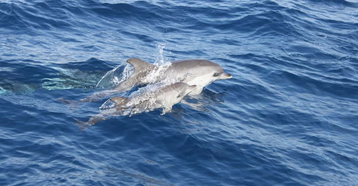 Lanzarote: Lobos Island Half-Day Dolphin Watching Trip