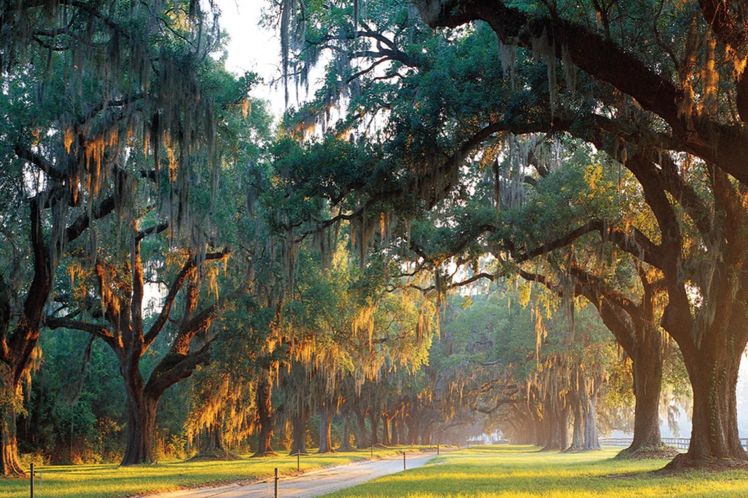 Charleston: Boone Hall & Historische Stadtführung Combo