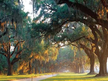 Charleston: Boone Hall & historische Stadtrundfahrt Combo. Foto: GetYourGuide Charleston: Boone Hall & historische Stadtrundfahrt Combo. Foto: GetYourGuide